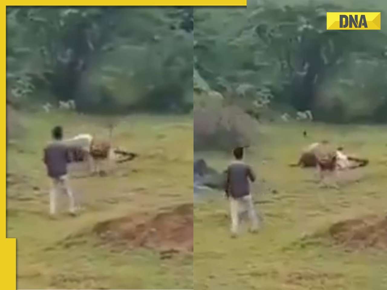 Gujarat man walks dangerously close to feeding lion, video goes viral