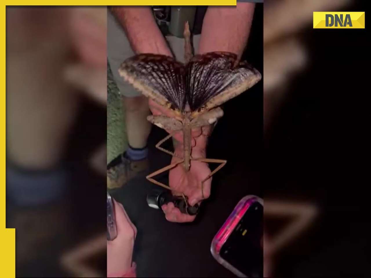 Scientist discovers heaviest bug ever in Australia’s rainforest, It weighs...