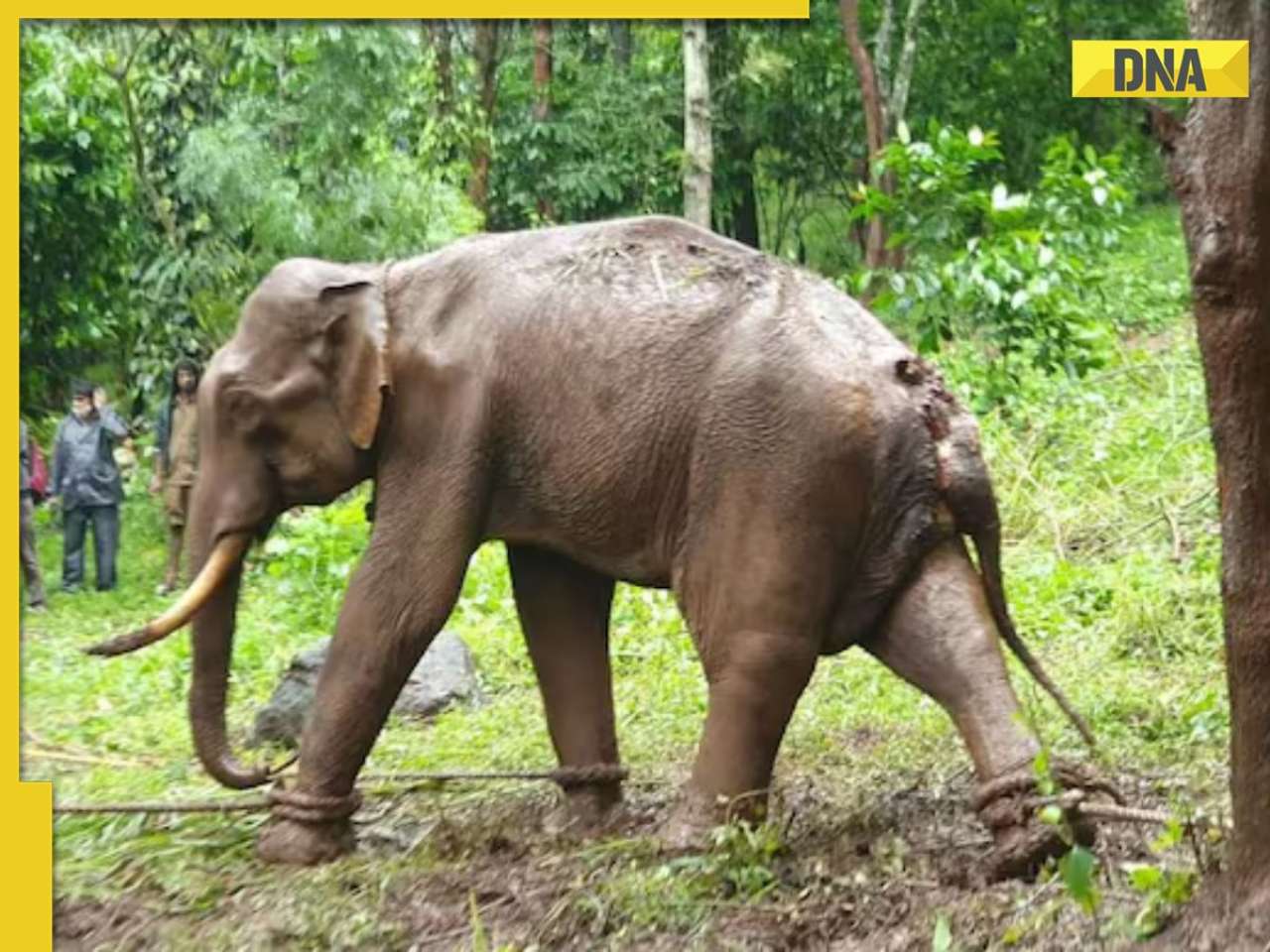 Injured Assam elephant forced to walk 95 km, sparks public outrage 