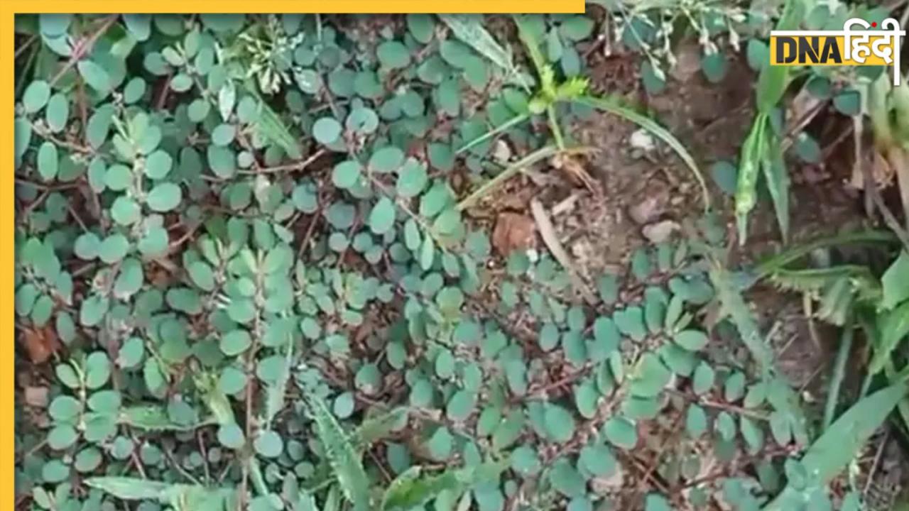 दूधी घास