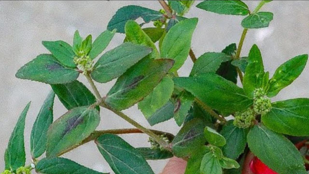 कैसे बनाएं दूधी घास का काढ़ा
