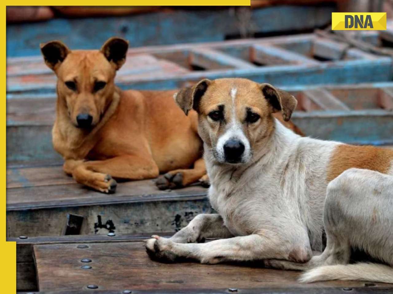 DNA TV Show: Analysis of Supreme Court order on stray dogs in Delhi-NCR