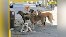  Amid Supreme Court's stray dog order, 7 Bollywood stars who've opened their homes to street dogs 