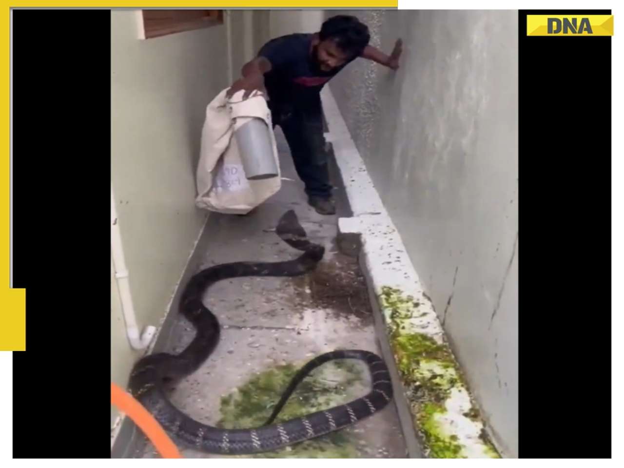 'It always seems impossible until it’s done': Fearless man proves Nelson Mandela correct when he rescues king cobra barehanded - WATCH