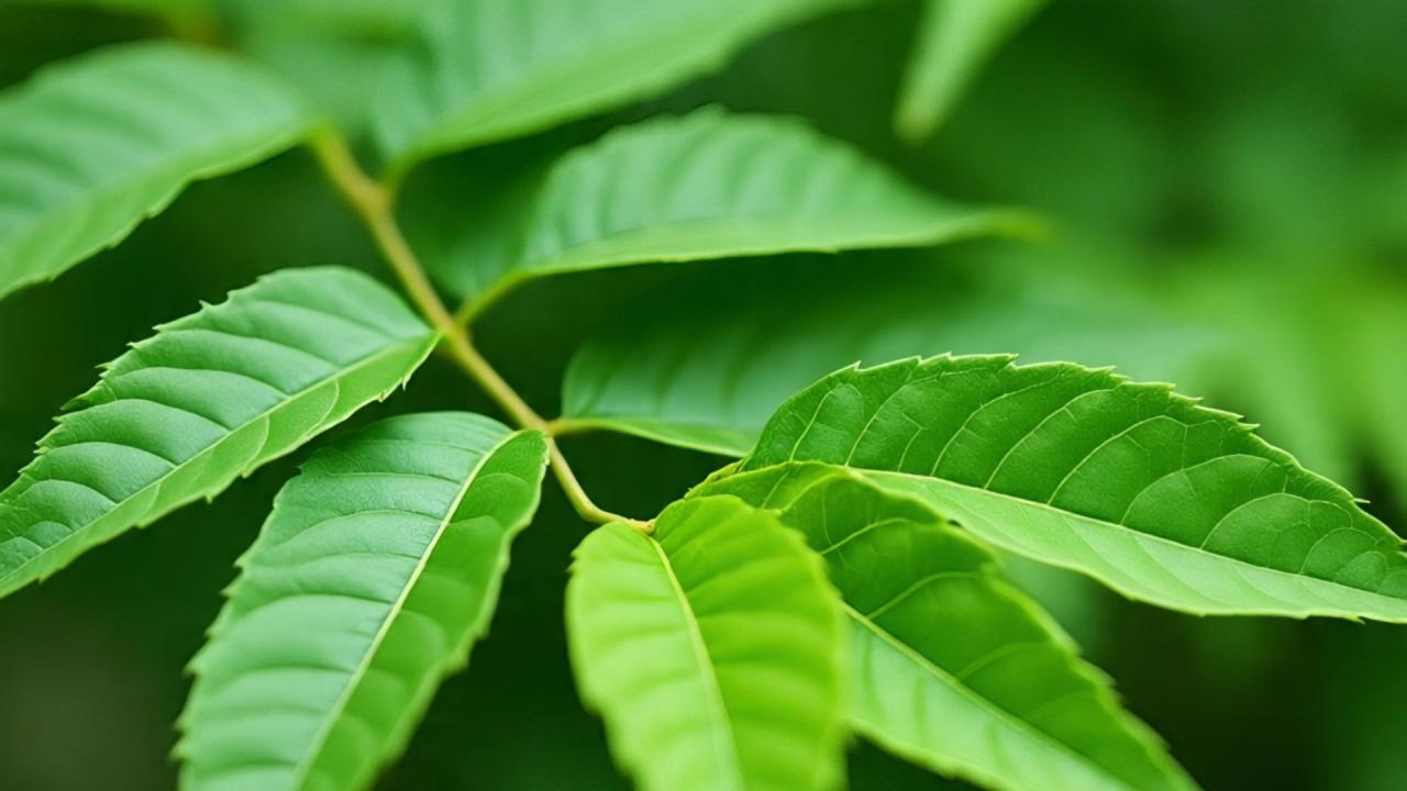 कैसे करें इस्तेमाल