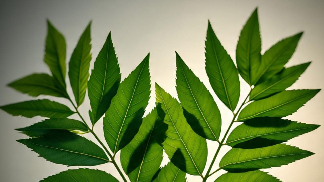 कैसे करें इस्तेमाल