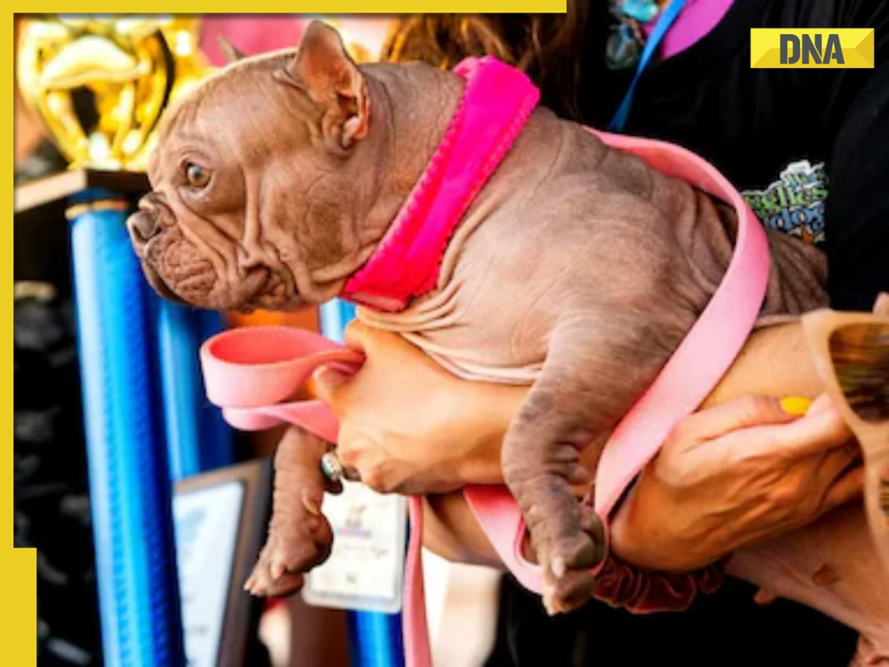 THIS dog has been named 'world's ugliest,' wins Rs 4 lakh prize in contest, she is from...