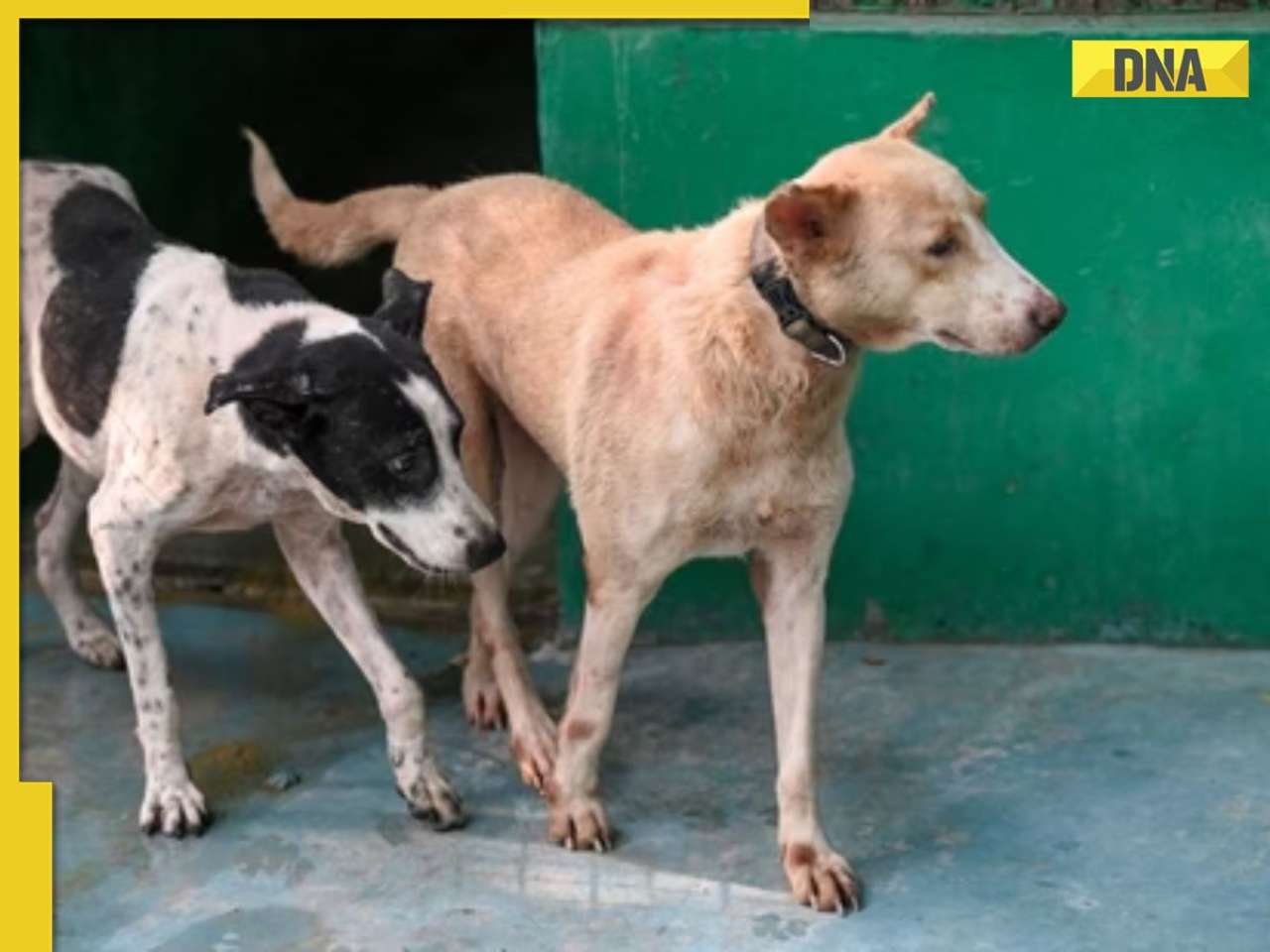 Amid SC order on Delhi stray dogs, here's how other countries handle them: Gas chamber, massacre laws...