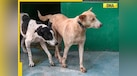  Amid SC order on Delhi stray dogs, here's how other countries handle them: Gas chamber, massacre laws... 