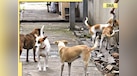  CJI BR Gavai agrees to 'look into' Supreme Court's decision on stray dogs amid row 