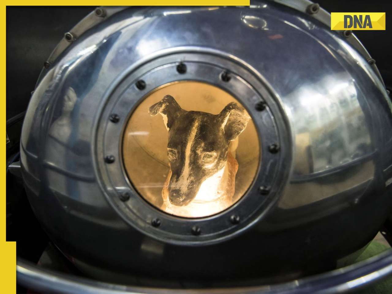 Who was Laika? The stray dog who sacrificed her life for space mission