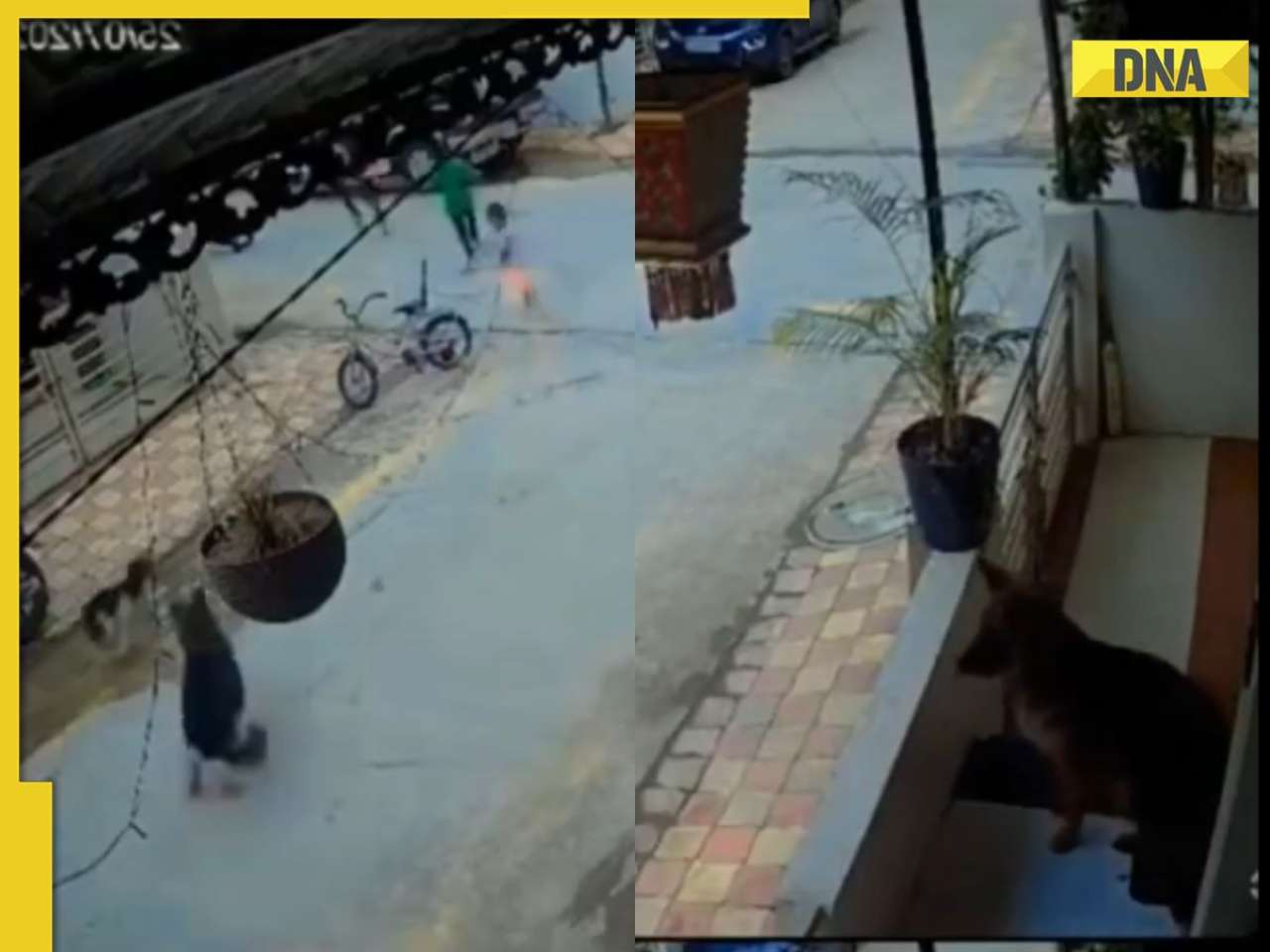 'Well done dogesh bhai': German Shepherd saves children from stray dog attack, wins praise