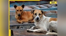  Stray dogs case: Amid row, bigger Supreme Court bench set to hear matter on... 