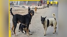 Supreme Court reserves order on plea to stay directions to remove Delhi-NCR stray dogs 