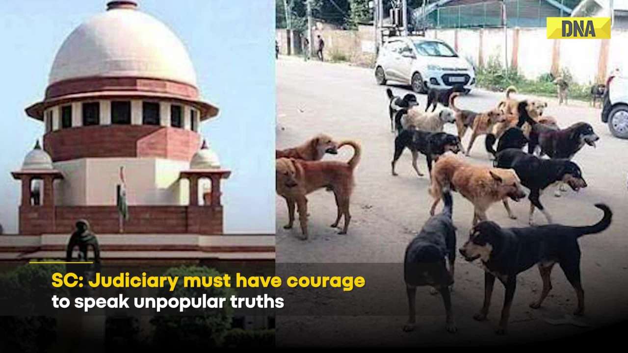 Supreme Court On Stray Dogs: What Top Court Said In Dog Order,' "Our Role Not To Echo'
