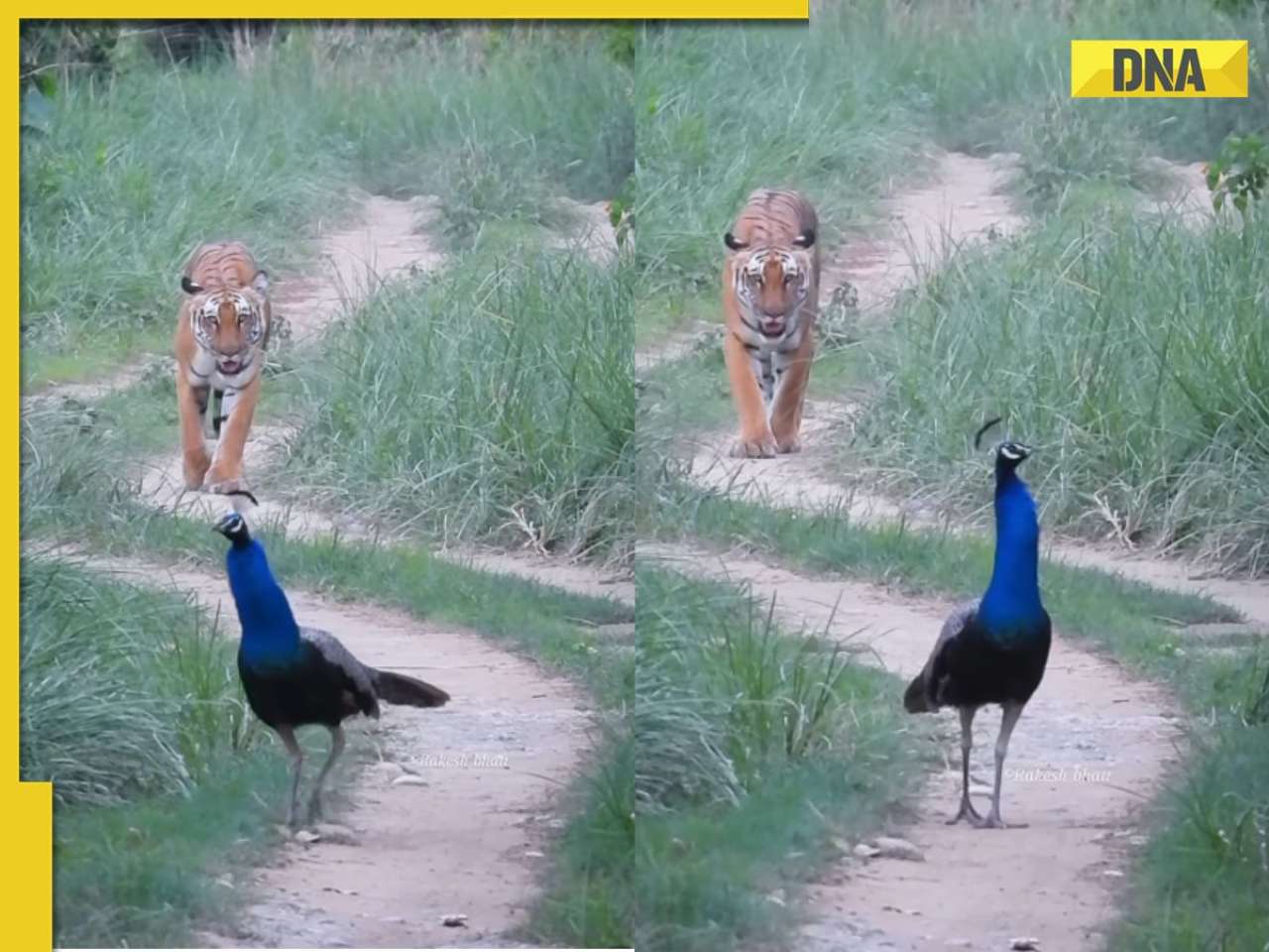 'Once in lifetime': Tiger, peacock captured together in rare Corbett video, WATCH