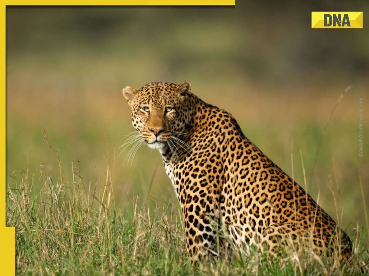 Shocking! Leopard attacks 13-year-old boy during safari at popular Bengaluru park