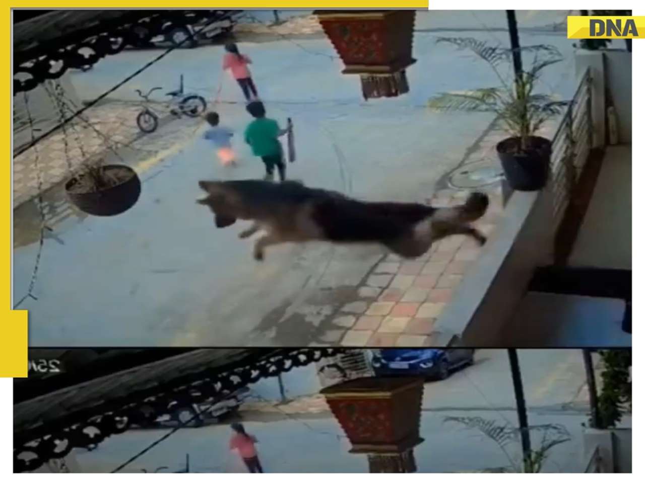 'Dogesh Bhai - The Real Bodyguard...': WATCH this viral video of German Shepherd jumping from a balcony to protect children from a stray dog
