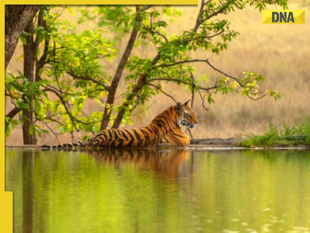 Guide leaves tourists alone in Ranthambore Safari, here's what happened next