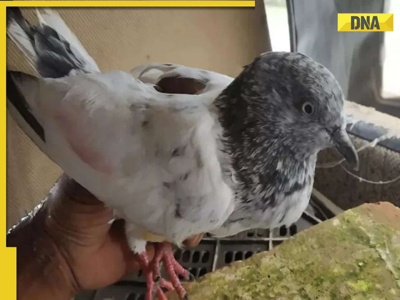 Jammu station on high alert, pigeon with suspicious note 'IED blast' caught near India-Pakistan border