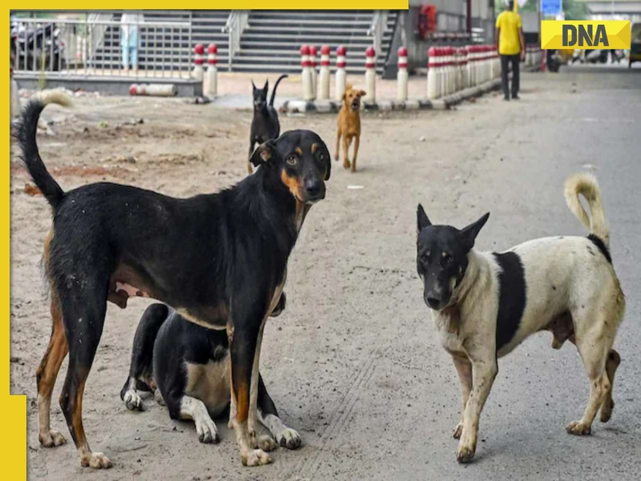 Supreme Court Halts Order to Move Stray Dogs in Delhi-NCR
