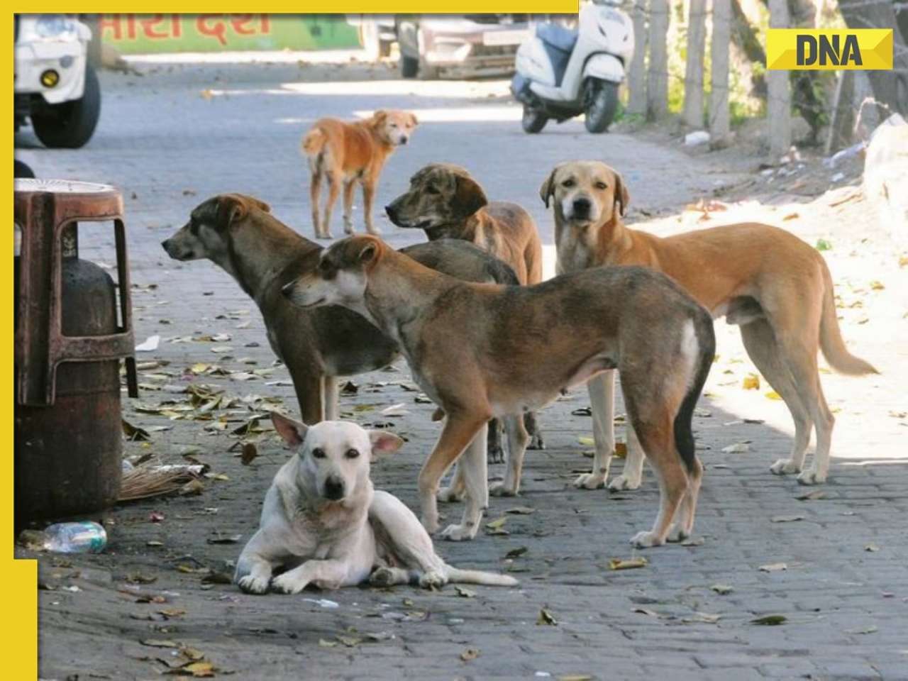 Animal activists hold protest at Delhi's Rohini ABC centre over alleged cruelty to stray dogs, protestors demand...