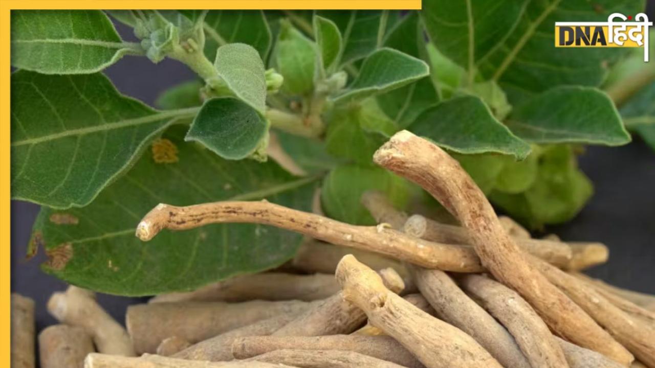 Ashwagandha Effects: सेहत के लिए बहुत फायदेमंद होता है अश्वगंधा, लेकिन कई बार हो सकते हैं इससे नुकसान