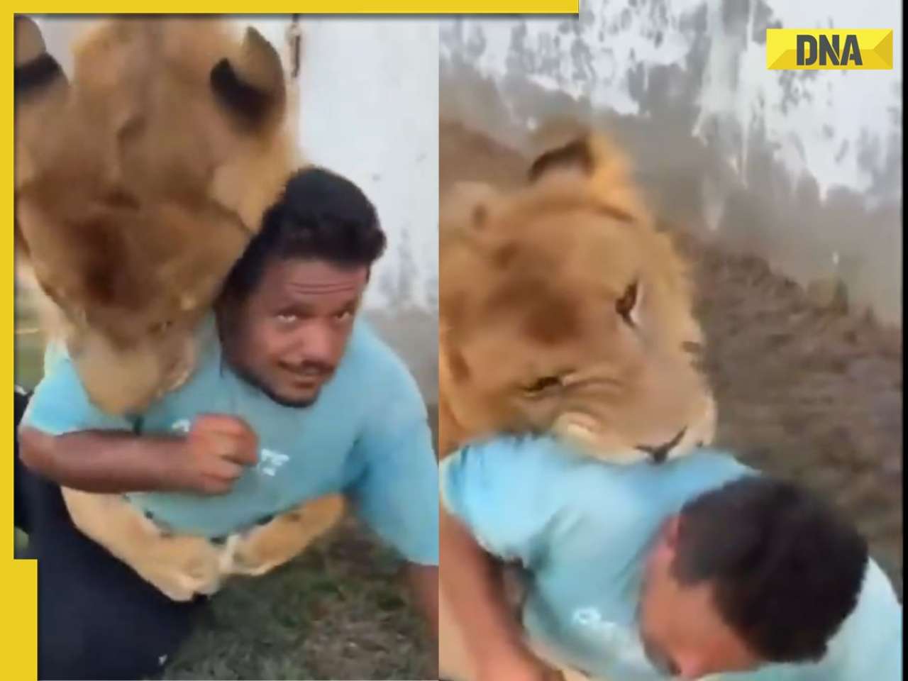 'This is unacceptable': Libya farm owner in trouble after 'Prank' with pet lion attacking worker, WATCH
