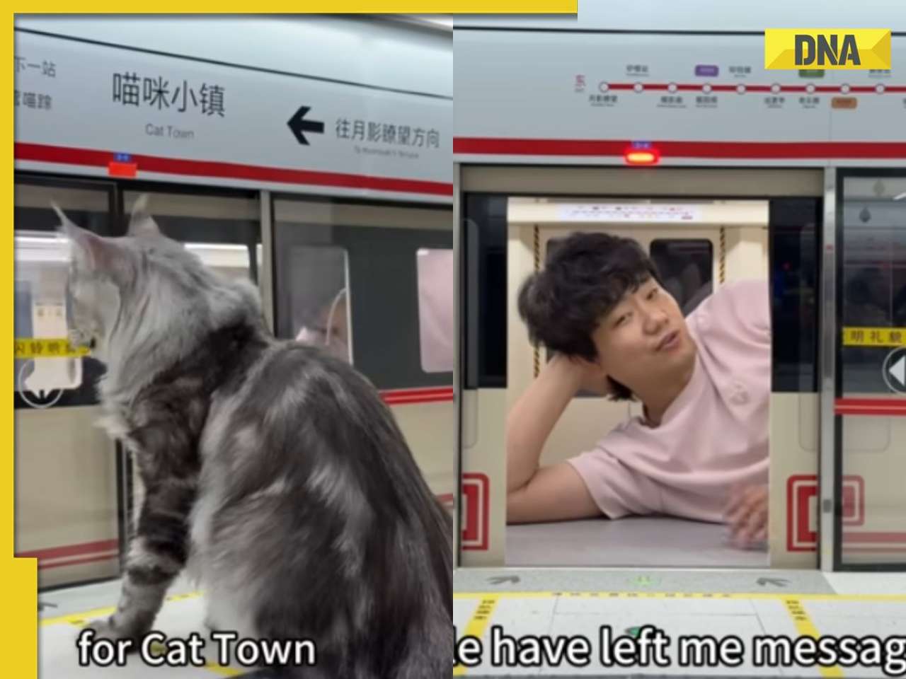 'I am blown away': Chinese YouTuber builds mini subway for his cats, video goes viral