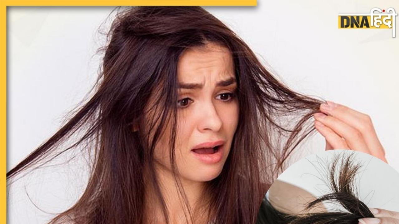 Remedies For Split Ends: दोमुंहे बालों की समस्या को दूर करेंगे ये 3 उपाय, हेल्दी और स्ट्रांग बनेंगे हेयर