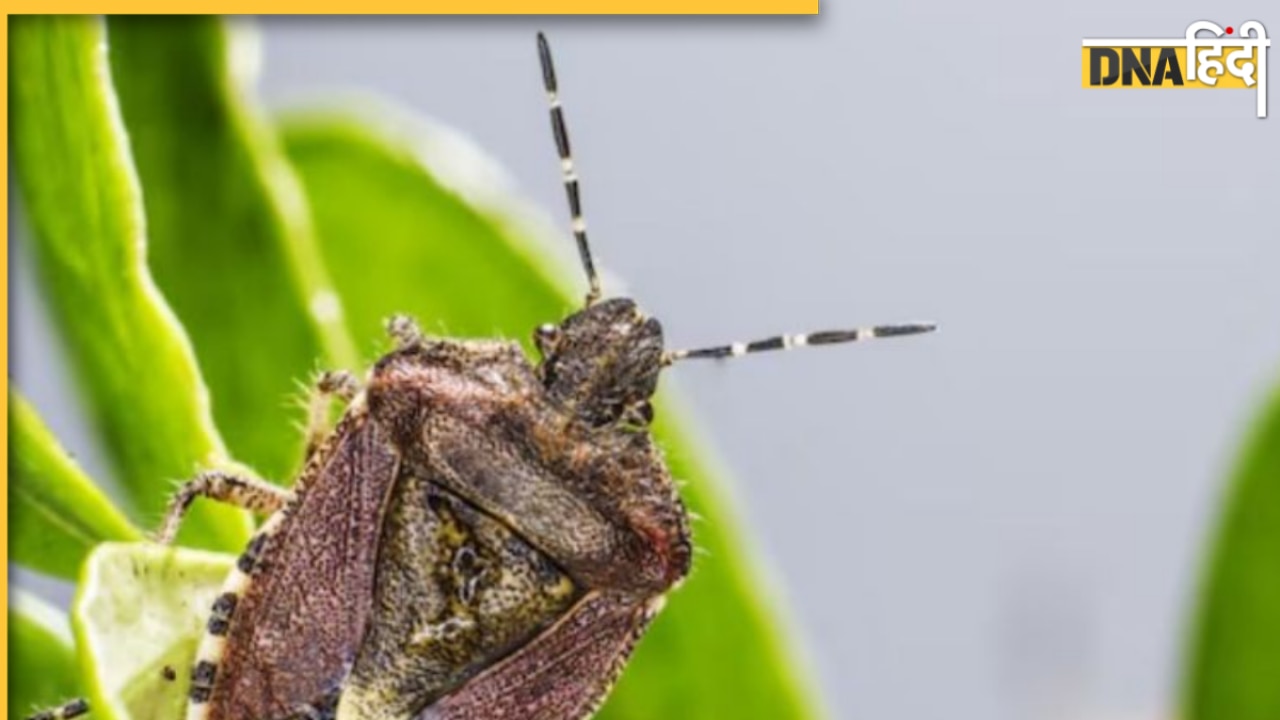 अमेरिका में Kissing Bugs से बढ़ रहा है चगास डिजीज का खतरा, इन लक्षणों से करें पहचान