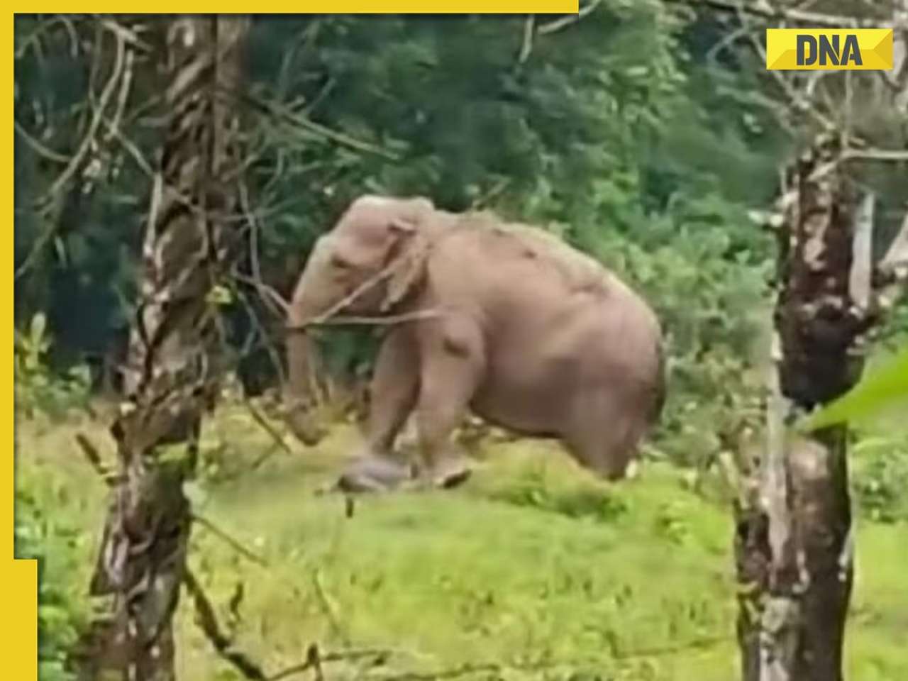 Emotional viral video shows elephant mourning calf’s death in Karnataka, WATCH