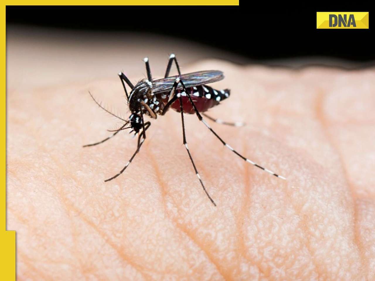 Dengue, malaria risk rises: Symptoms, prevention you must know