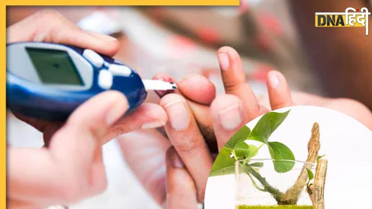 High Blood Sugar को कम करने के लिए अपनाएं ये नुस्खा, इन औषधीय पत्तों का रस पीने से मिलेगा लाभ