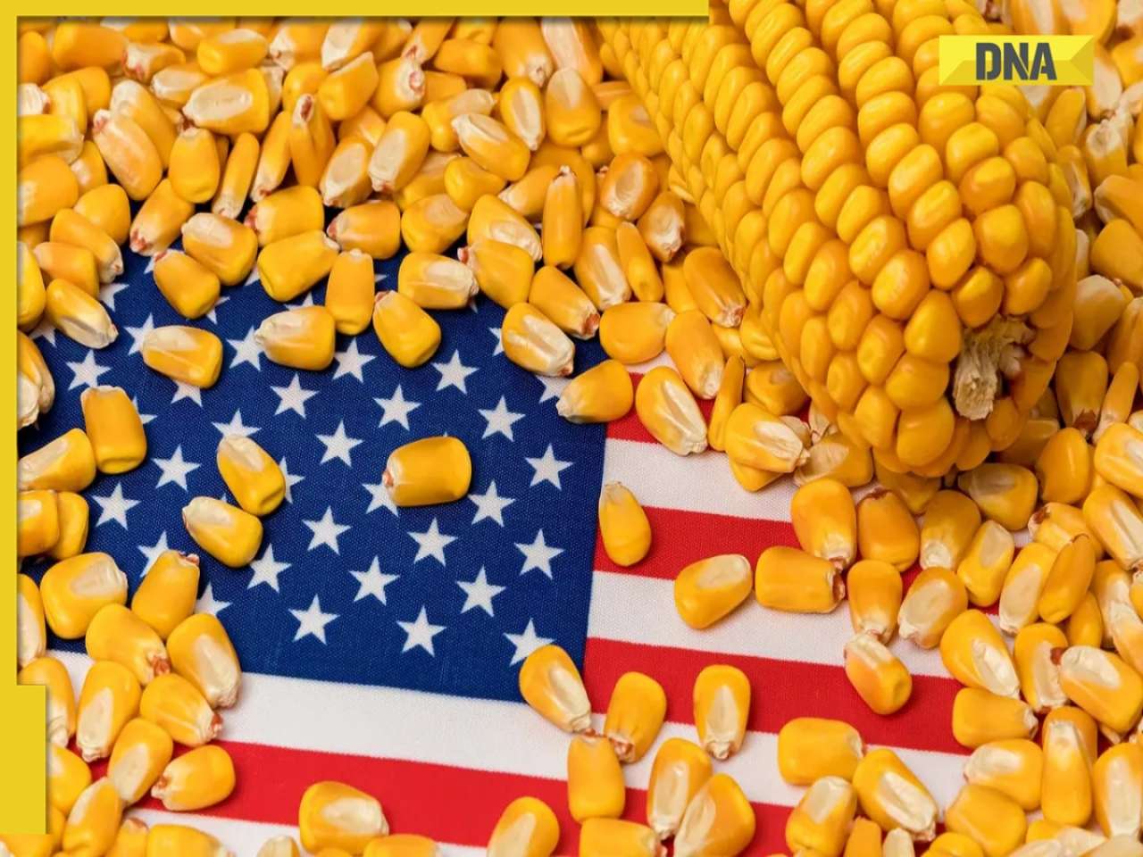 India-US trade talks: After Russian oil, Washington rakes up corn, Donald Trump's domestic politics exposed!