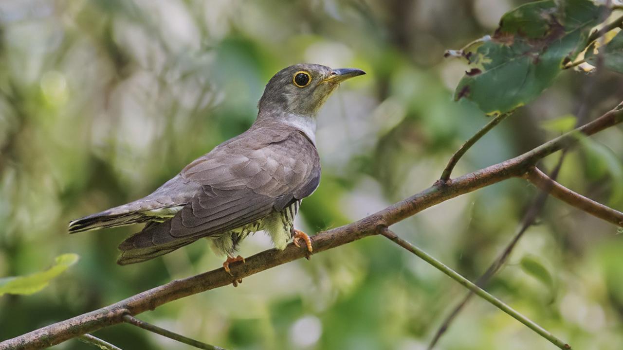 कोयल