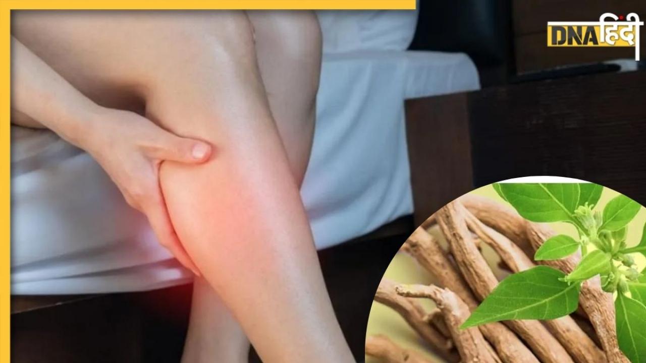 नसों के दर्द और सूजन को दूर करेगा अश्वगंधा, मिट जाएगा कमजोरी का नामोनिशान, ऐसे करें सेवन