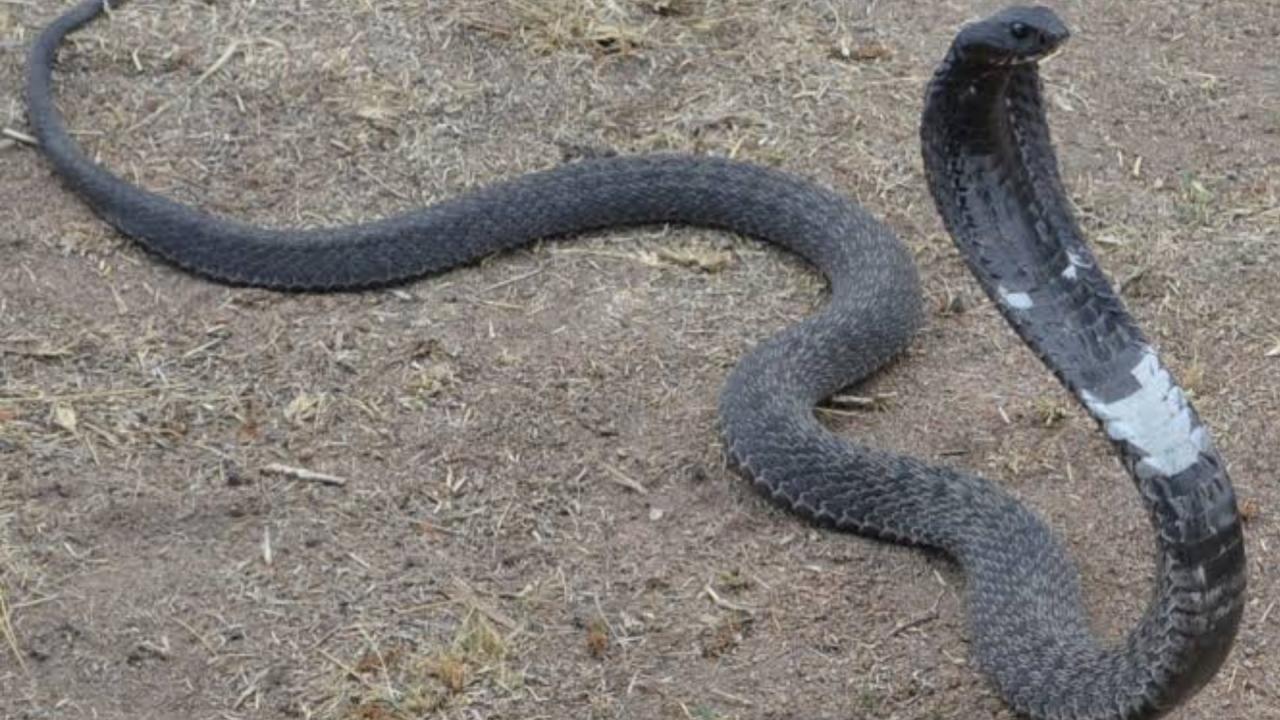 जहर थूककर आंखों को निशाना बनाता है ये सांप, फिर भी नहीं बनी बात तो करता ...