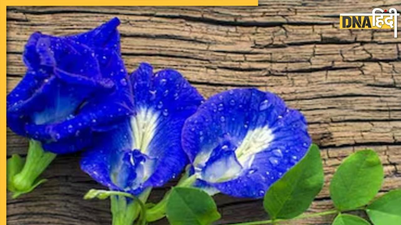Astro Remedies:पैसों की तंगी या विवाह में आ रही है बाधा तो आजमा लें इस नीले फूल के उपाय, झट से बन जाएंगे सभी काम