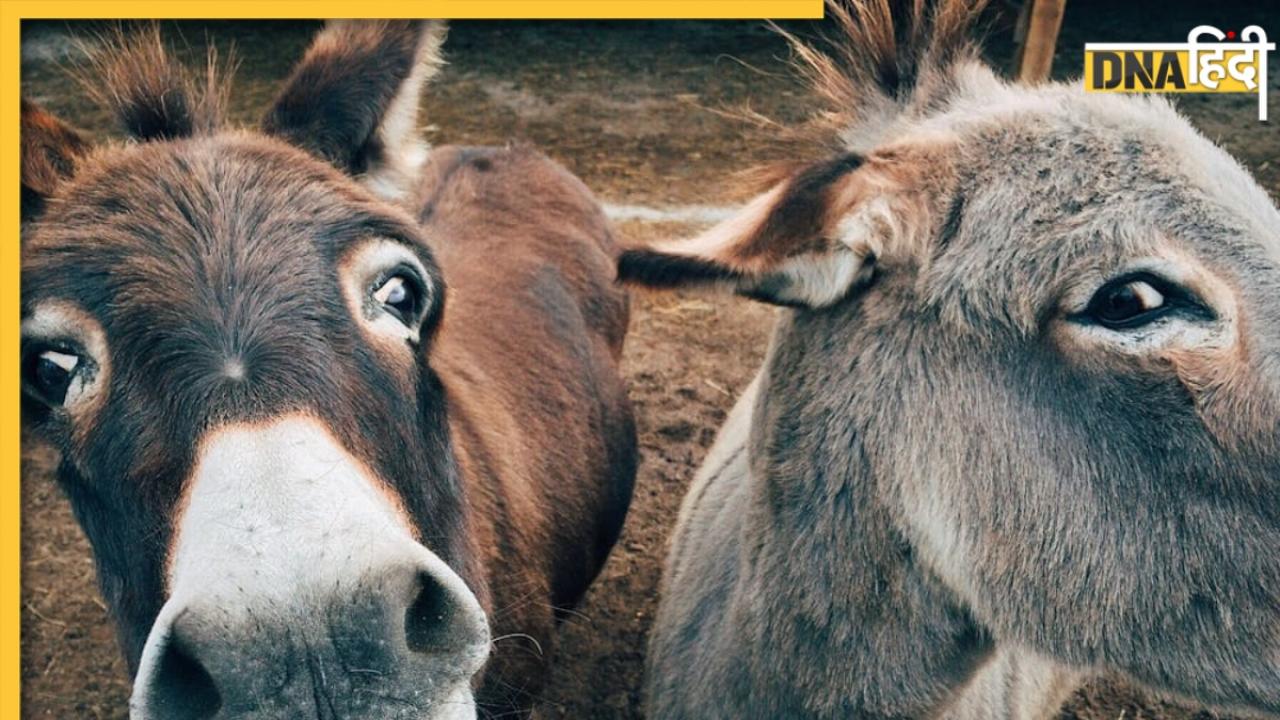 इस राज्य में क्यों बढ़ी गधी के दूध की डिमांड? वजह जानकर आपके होश उड़ जाएंगे!