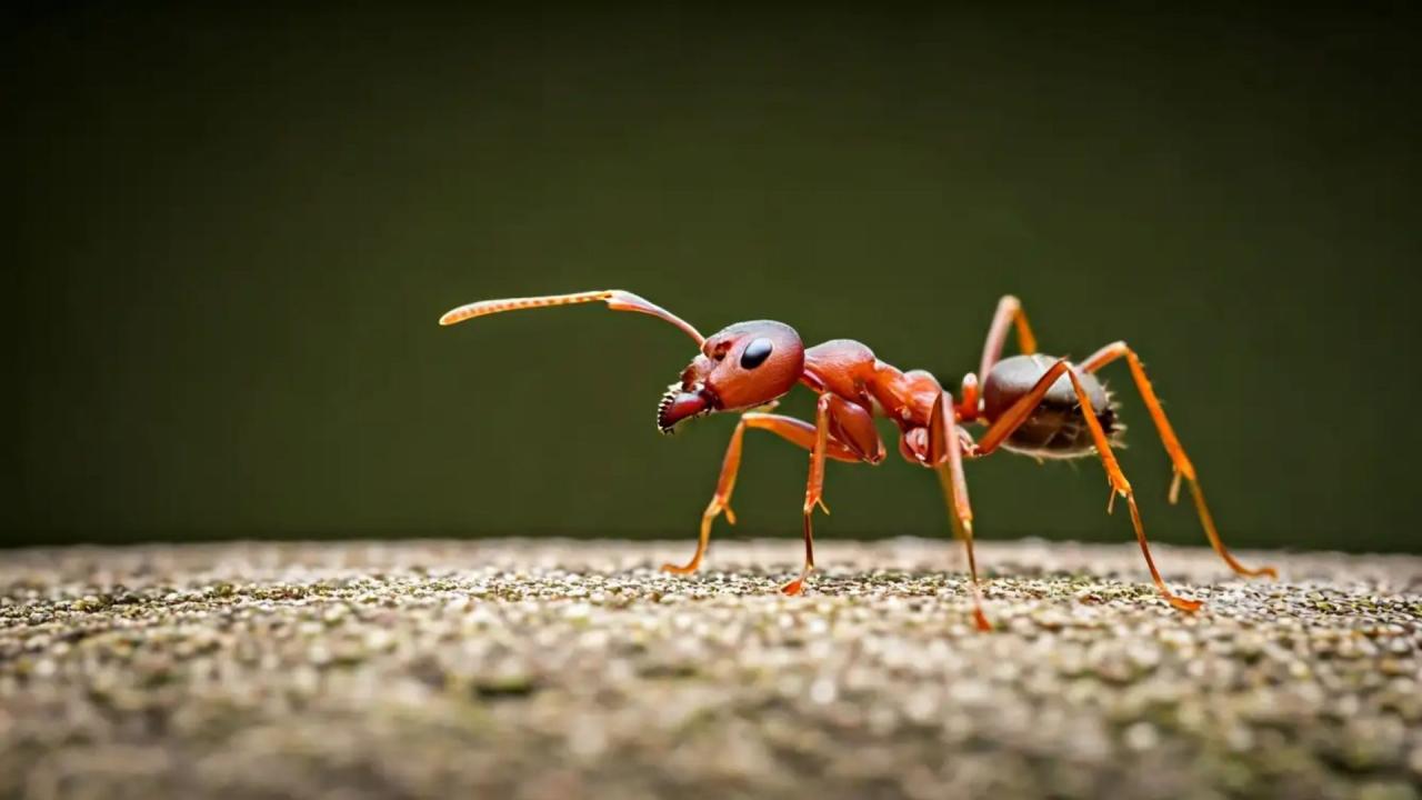 रानी चींटियां 