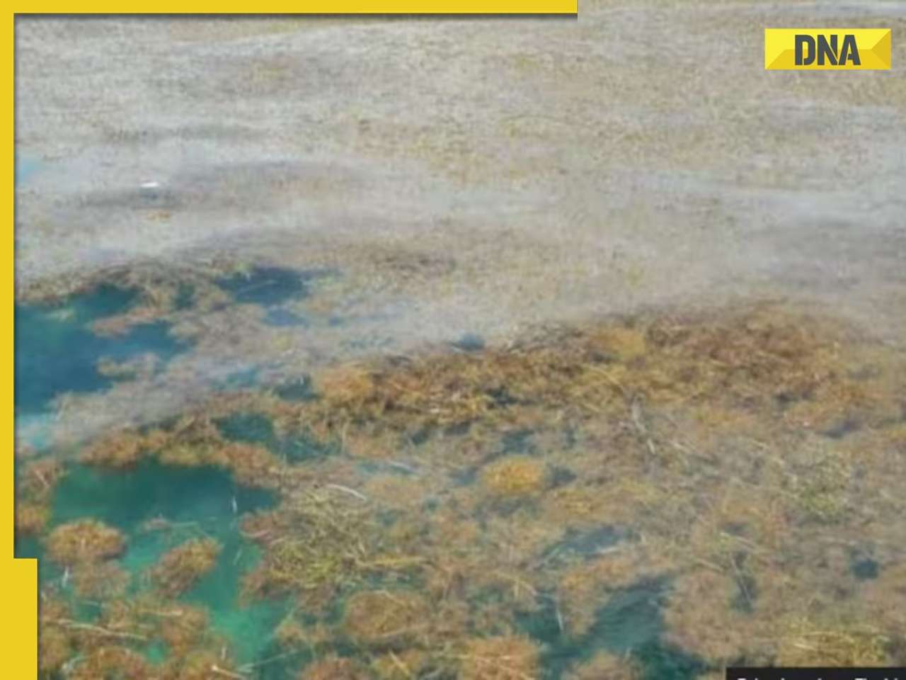 This is mysterious giant ‘Brown Snake’ spreads from Atlantic Ocean to Gulf of Mexico, posing threat to...