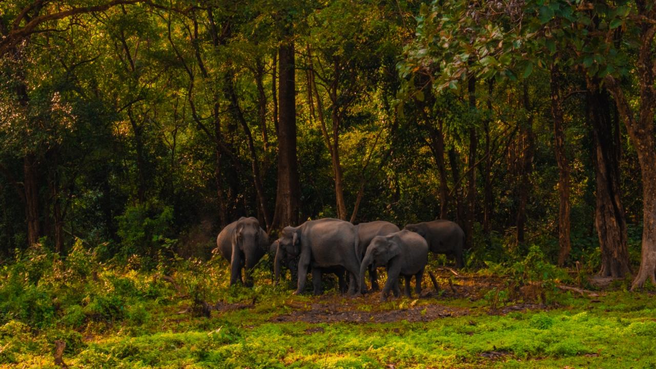 3. असम - 7 नेशनल पार्क