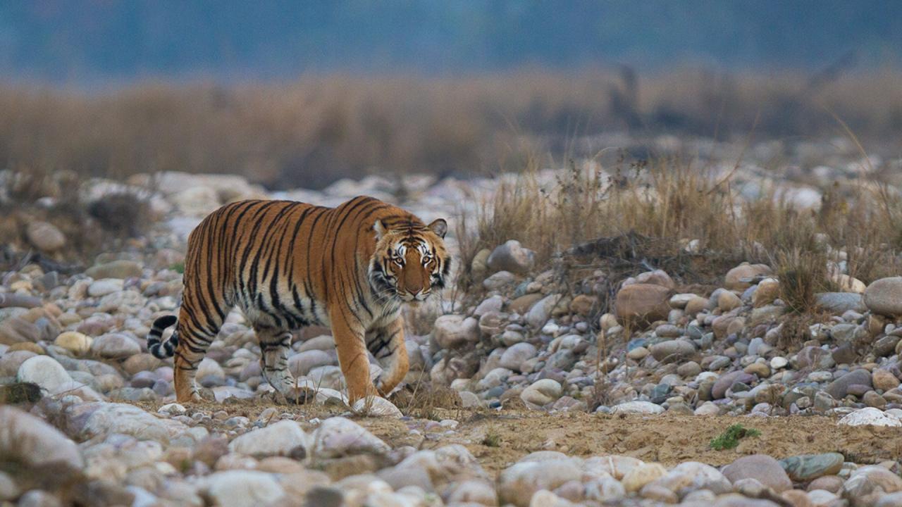 5. उत्तराखंड - 6 नेशनल पार्क