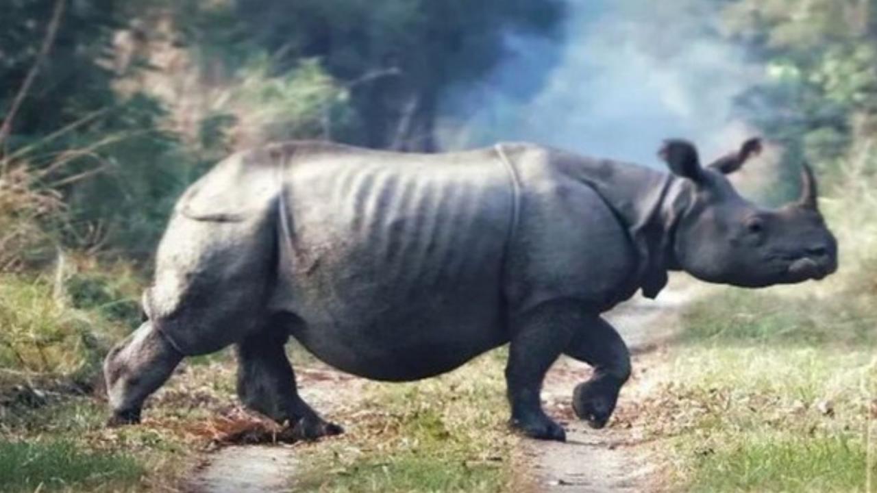 एक सींग वाला गैंडा