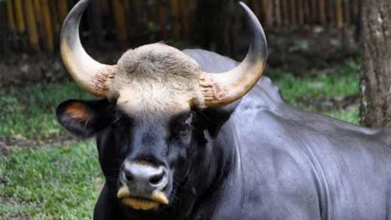 इंडियन बाइसन