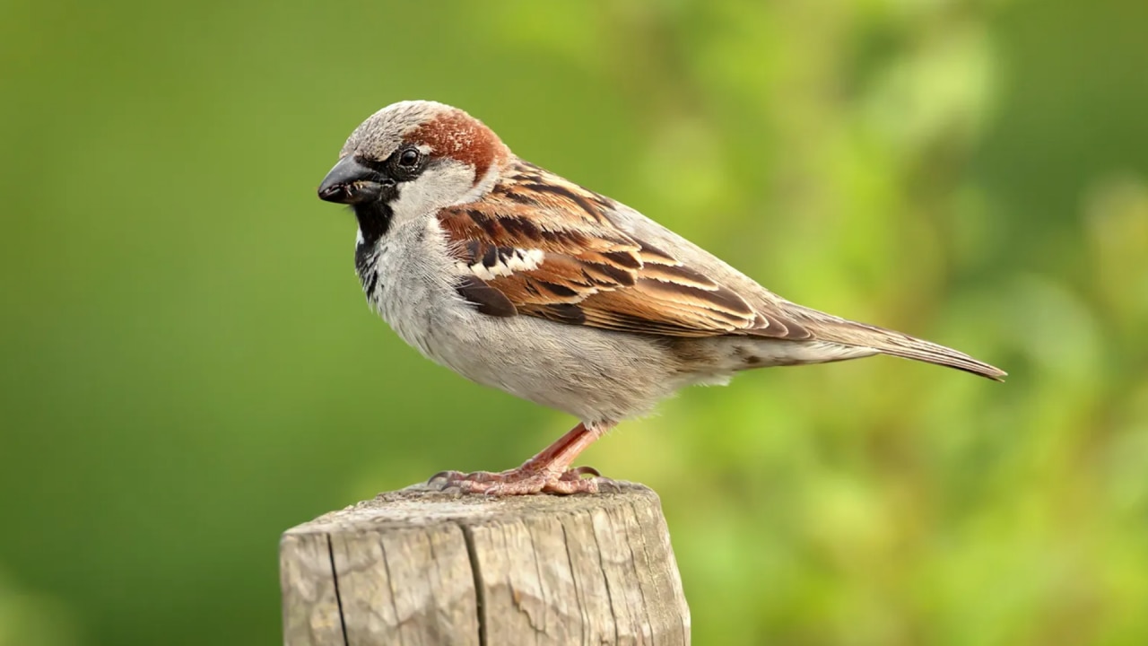 watching Sparrow on diwali auspicious