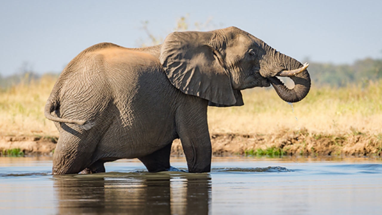 watching Elephant on diwali auspicious
