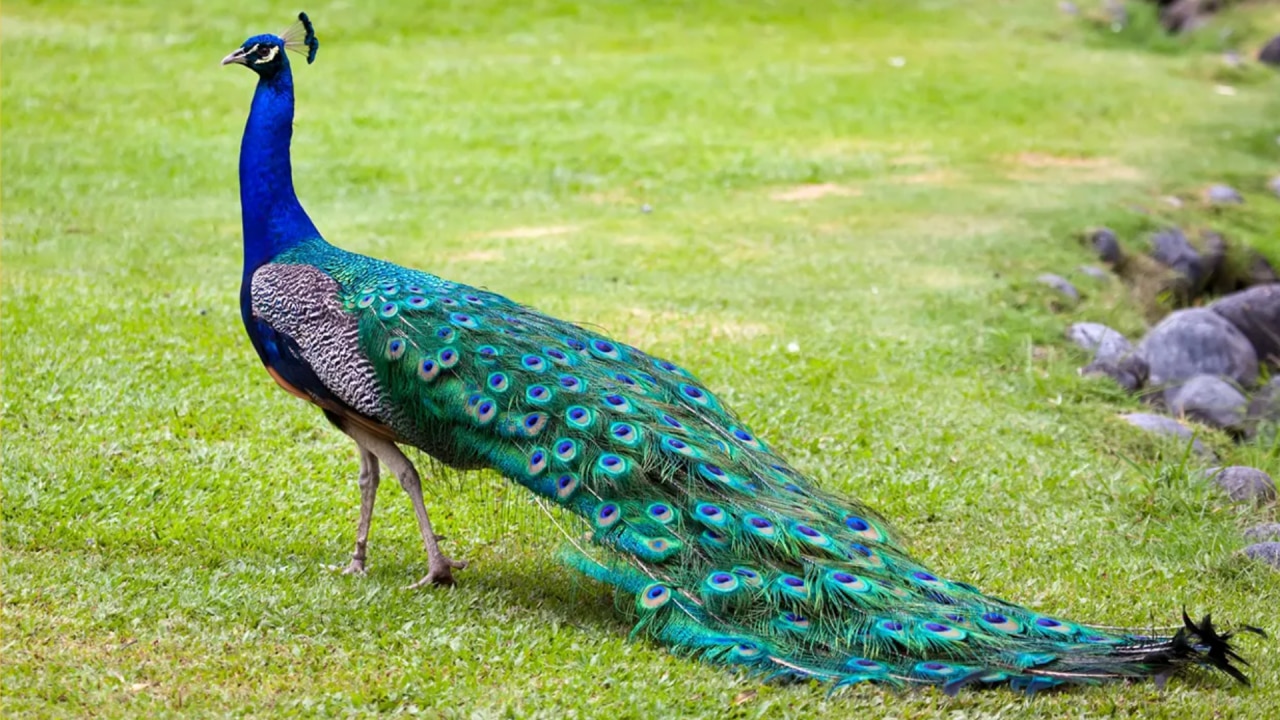 watching peacock on diwali auspicious