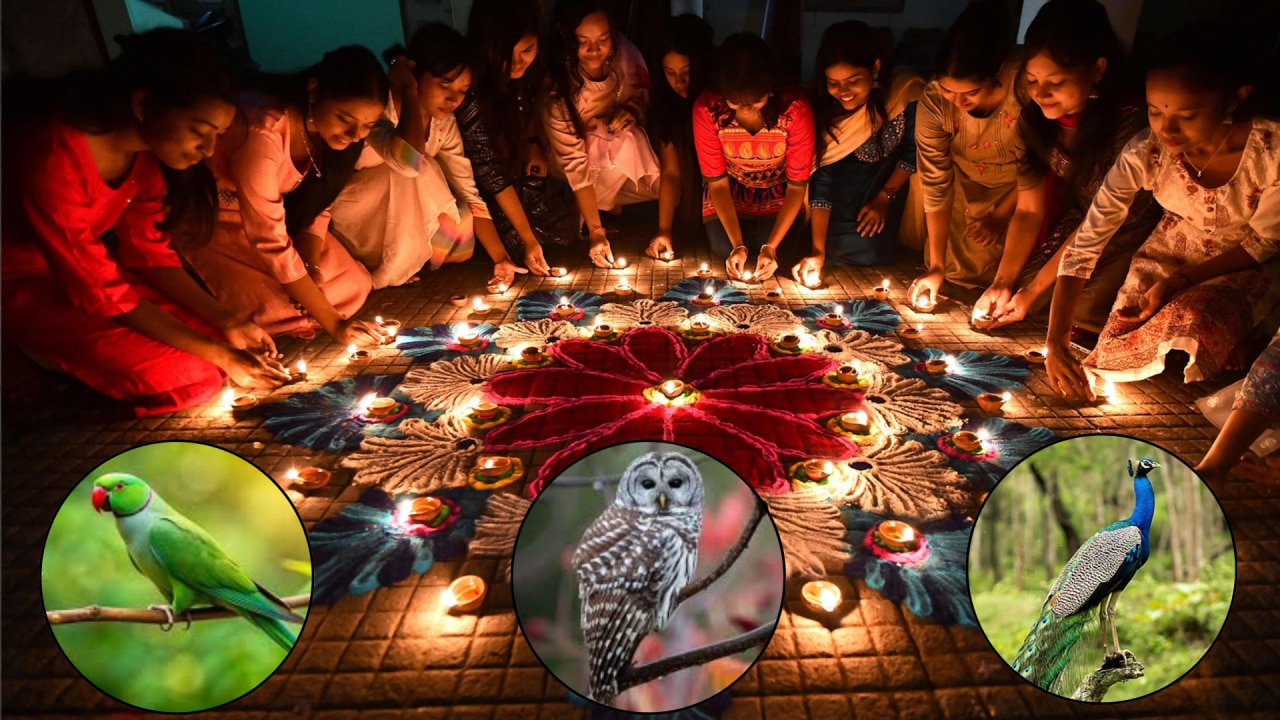 Diwali 2025 Seeing Bird Significance
